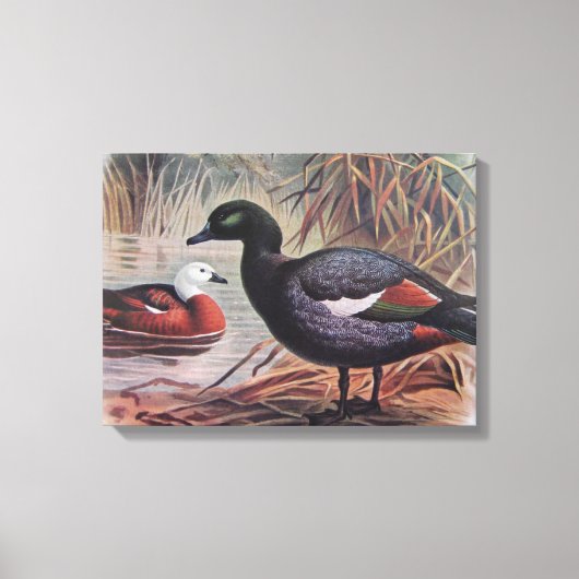 paradijs Shelduck Canvas Afdruk (Voorkant)
