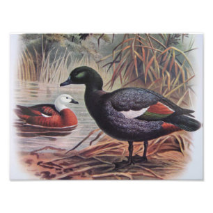  paradijs Shelduck Foto Afdruk