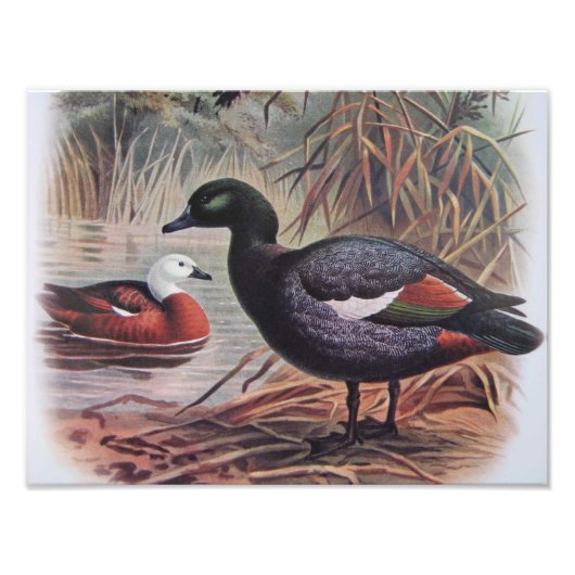  paradijs Shelduck Foto Afdruk (Voorkant)
