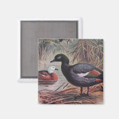 paradijs Shelduck Magneet (Voorkant / Achterkant)