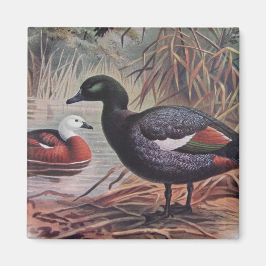 paradijs Shelduck Magneet (Voorkant)