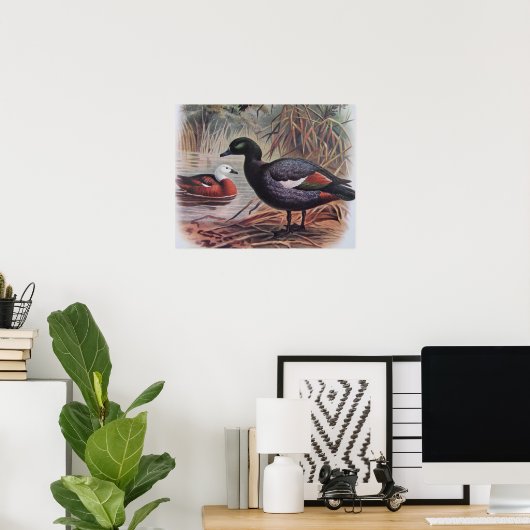 paradijs Shelduck Poster (Thuiskantoor)