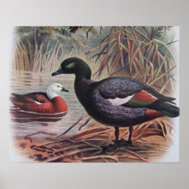 paradijs Shelduck Poster