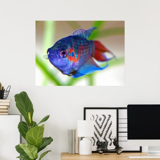 Paradijsvis Macropodus opercularis Poster (Thuiskantoor)