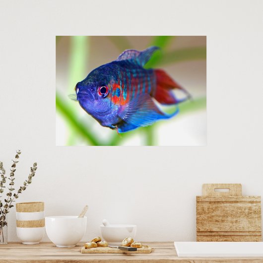 Paradijsvis Macropodus opercularis Poster (Keuken)