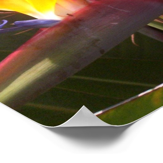 paradijsvogel 1 poster (Hoek)