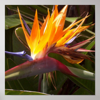 paradijsvogel 1 poster