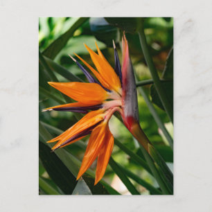 Paradijsvogel bloeit. briefkaart