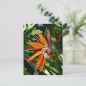 Paradijsvogel bloeit. briefkaart (Staand voorkant)