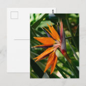 Paradijsvogel bloeit. briefkaart (Voorkant / Achterkant)