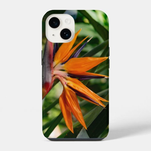 Paradijsvogel bloeit. iPhone hoesje (Achterkant)