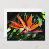 Paradijsvogel bloeit. uitnodiging briefkaart (Voorkant / Achterkant)