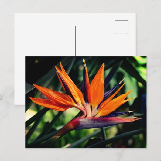 Paradijsvogel bloeit. uitnodiging briefkaart (Voorkant / Achterkant)