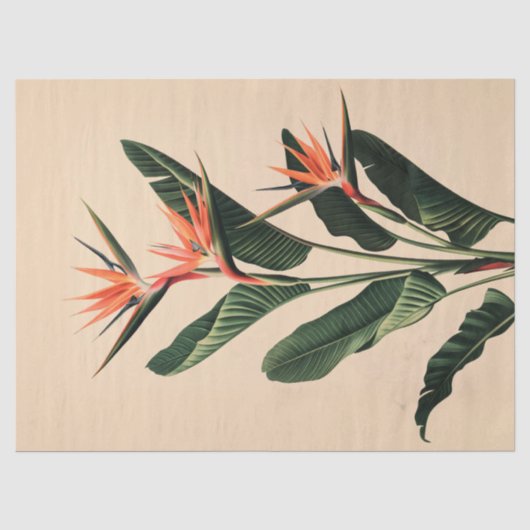 Paradijsvogel Botanische Kunst Decoupage Tissuepapier (Voorkant)