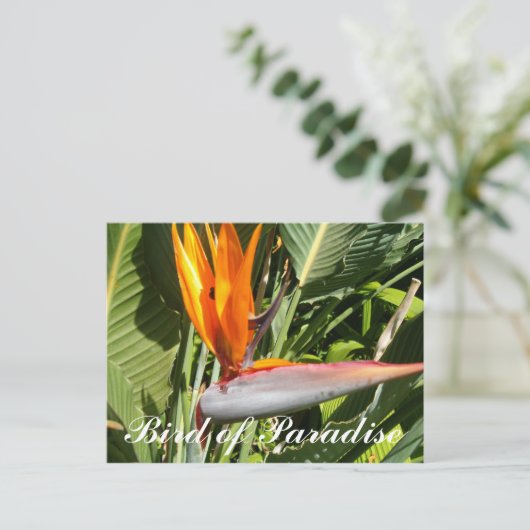 Paradijsvogel Briefkaart (Staand voorkant)