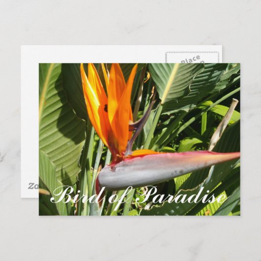 Paradijsvogel Briefkaart (Voorkant / Achterkant)