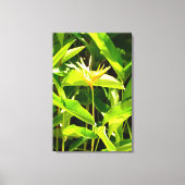 Paradijsvogel Canvas Afdruk (Voorkant)