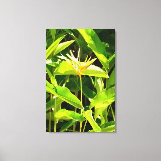 Paradijsvogel Canvas Afdruk (Voorkant)