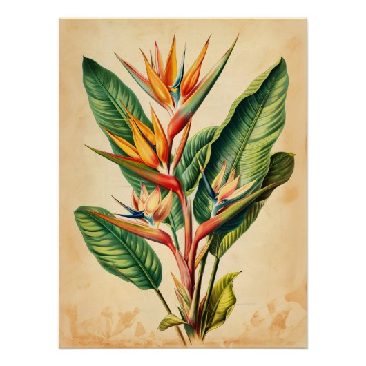 Paradijsvogel Decoupage Perfect Poster (Voorkant)