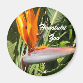 Paradijsvogel, dierentuin Honolulu Magneet