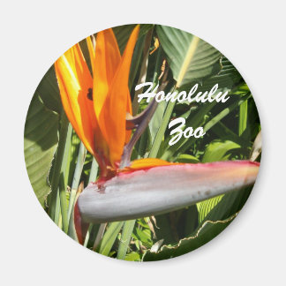 Paradijsvogel, dierentuin Honolulu Magneet