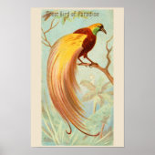 Paradijsvogel, Galerij Wandset van 6, 4/6 Poster (Voorkant)