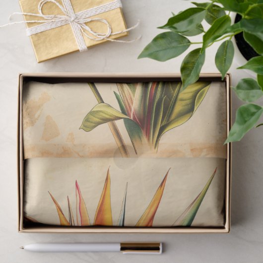 Paradijsvogel Illustratie Decoupage Tissuepapier (Geschenk)