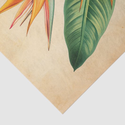  Paradijsvogel Illustratie Decoupage Tissuepapier (Detail)