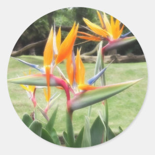 Paradijsvogel in Zoo 2 Ronde Sticker