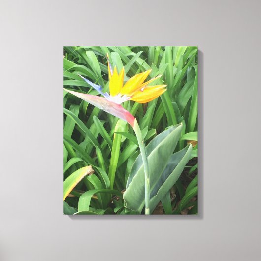 Paradijsvogel plant (Strelitzia) Canvas Afdruk (Voorkant)