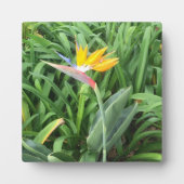 Paradijsvogel plant (Strelitzia) Fotoplaat (Voorkant)