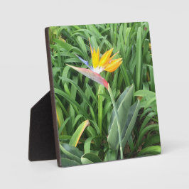 Paradijsvogel plant (Strelitzia) Fotoplaat