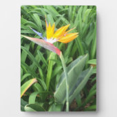 Paradijsvogel plant (Strelitzia) Fotoplaat (voorkant)