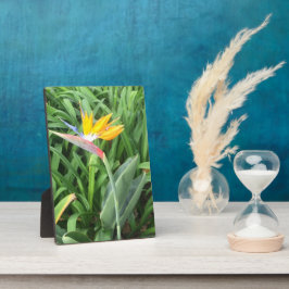 Paradijsvogel plant (Strelitzia) Fotoplaat