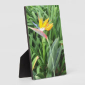 Paradijsvogel plant (Strelitzia) Fotoplaat (Zijkant)