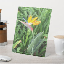 Paradijsvogel plant (Strelitzia)