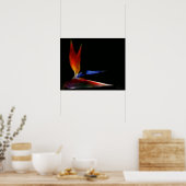 paradijsvogel poster (Keuken)