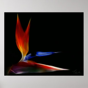 paradijsvogel poster