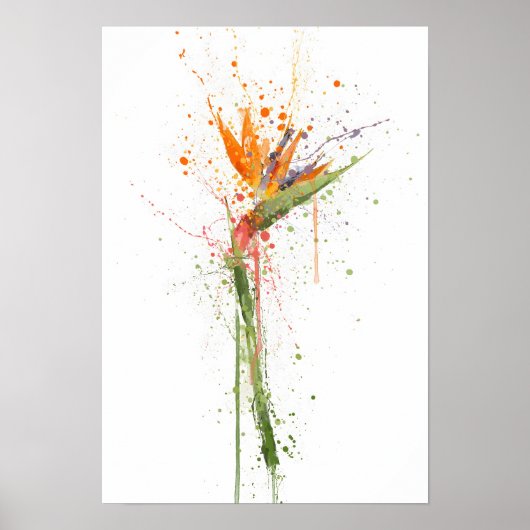 Paradijsvogel Poster (Voorkant)