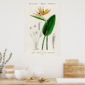 Paradijsvogel (Strelitzia Reginae) Poster (Keuken)