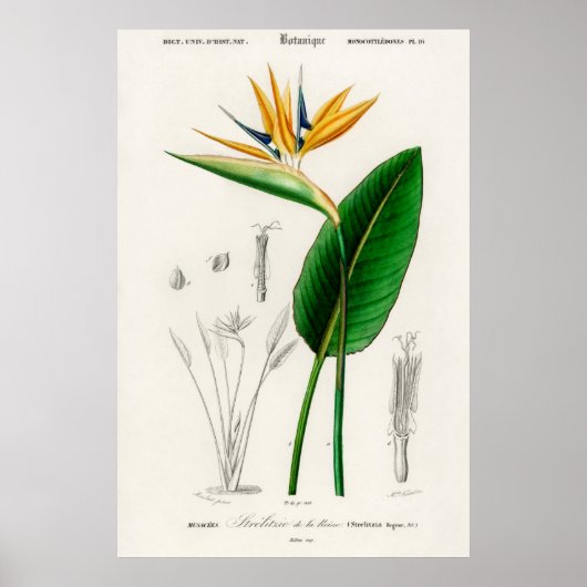 Paradijsvogel (Strelitzia Reginae) Poster (Voorkant)