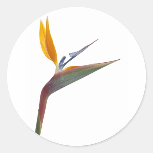 Paradijsvogel (Strelitzia reginae) Ronde Sticker (Voorkant)