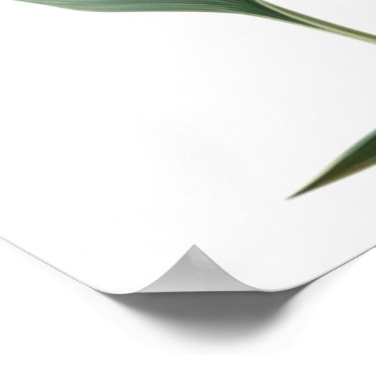 Paradijsvogel tekening (bloem) poster (Hoek)