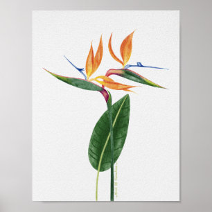 Paradijsvogel Tropische Botanische Aquarel Poster