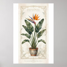 Paradijsvogel Vintage Botanische Poster