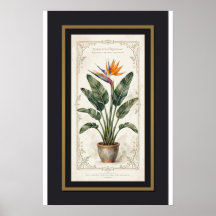 Paradijsvogel Vintage Botanische Poster Gelijst