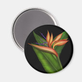 Paradijsvogel volledige magneet (Voorkant / Achterkant)