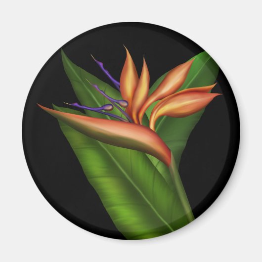 Paradijsvogel volledige magneet (Voorkant)