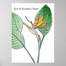 Paradijsvogelbloem Poster