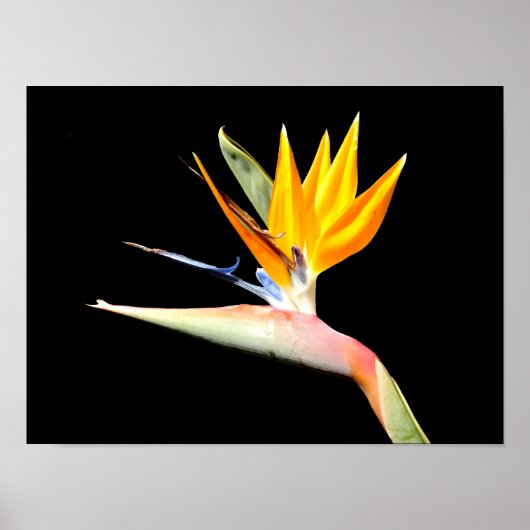 Paradijsvogelplant Poster (Voorkant)